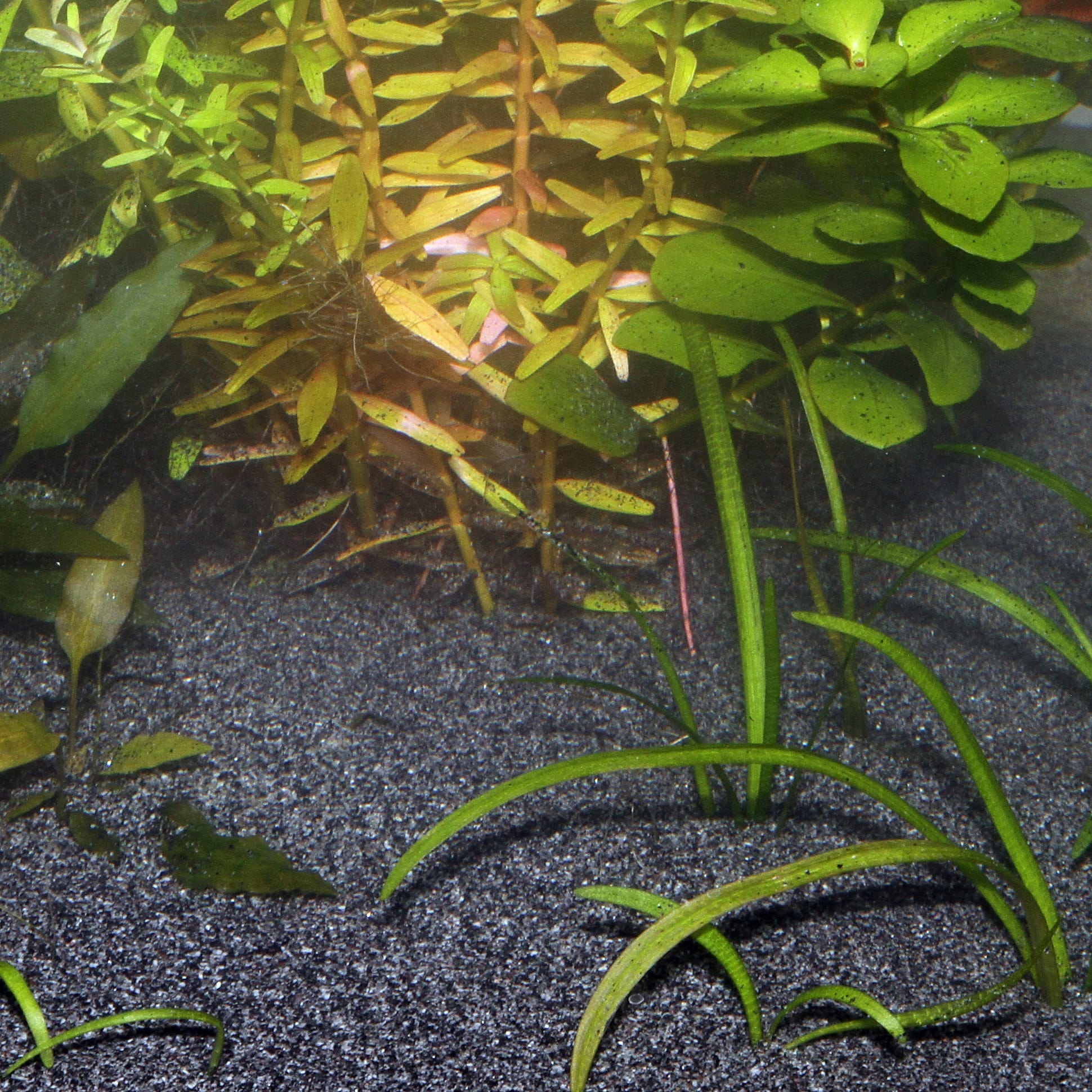 jbl-sansibar-dark-substrat-de-sol-naturel-fin-couleur-noir-0-2-a-0-6-mm-pour-aquarium-d-eau-douce-6-min