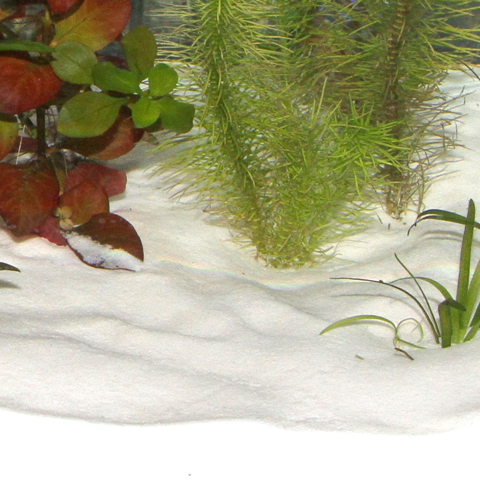 jbl-sansibar-snow-substrat-de-sol-naturel-fin-couleur-blanc-neige-0-1-a-0-6-mm-pour-aquarium-d-eau-douce-2-min