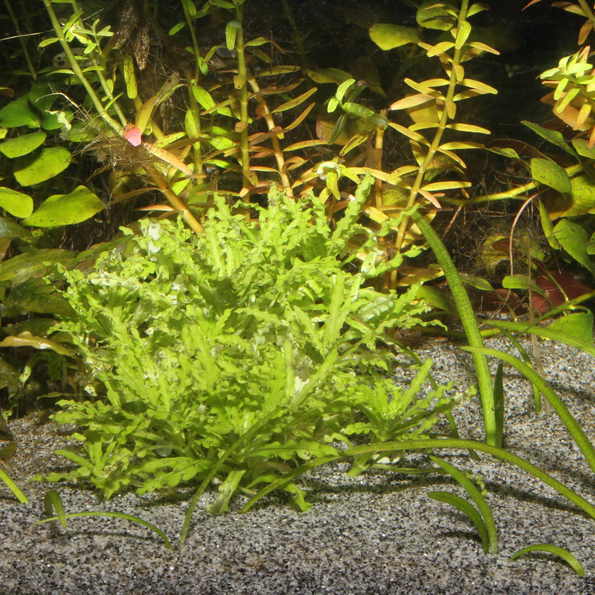 jbl-sansibar-grey-substrat-de-sol-naturel-fin-couleur-gris-0-2-a-0-6-mm-pour-aquarium-d-eau-douce-3-min