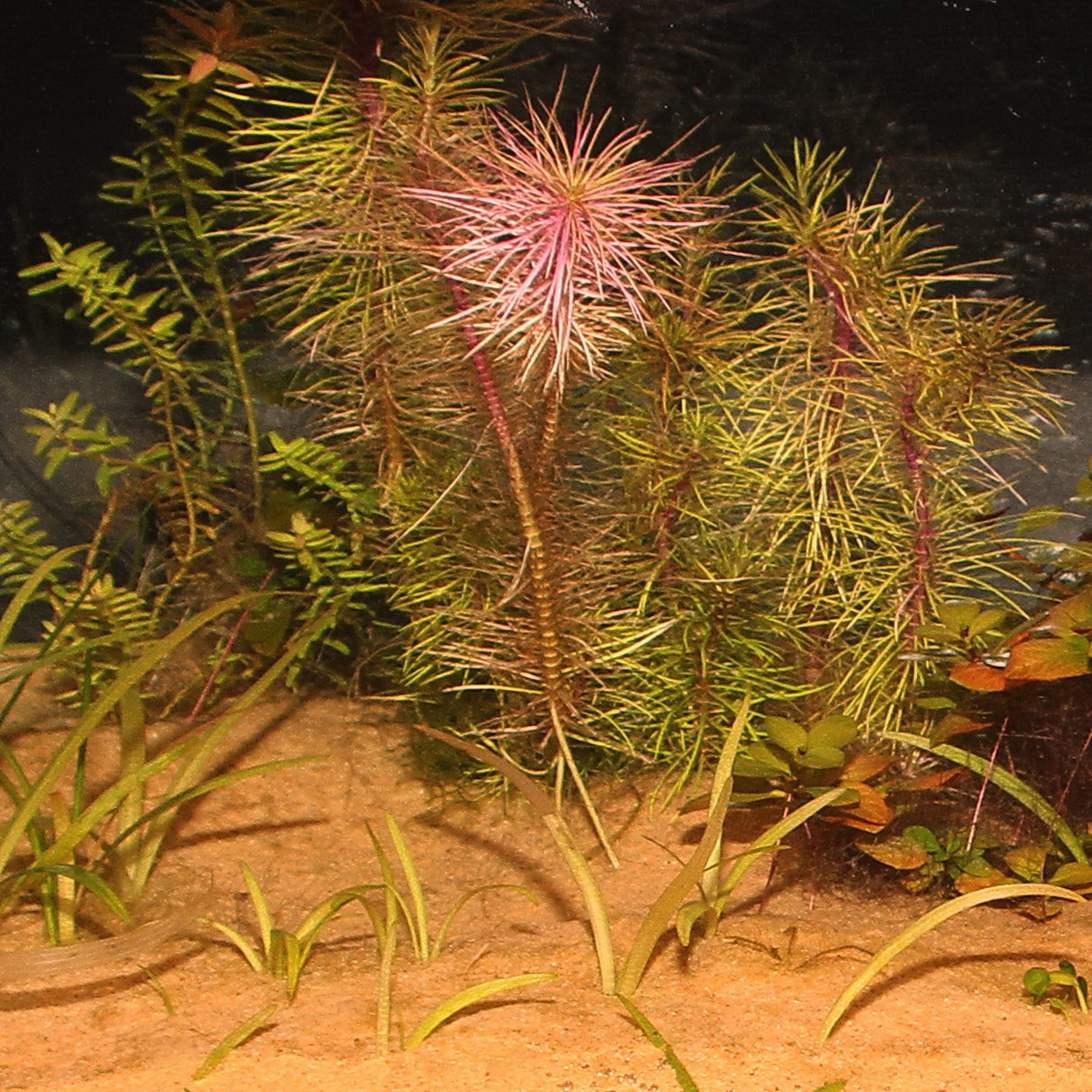 jbl-sansibar-orange-substrat-de-sol-naturel-fin-couleur-orange-0-2-a-0-6-mm-pour-aquarium-d-eau-douce-2-min