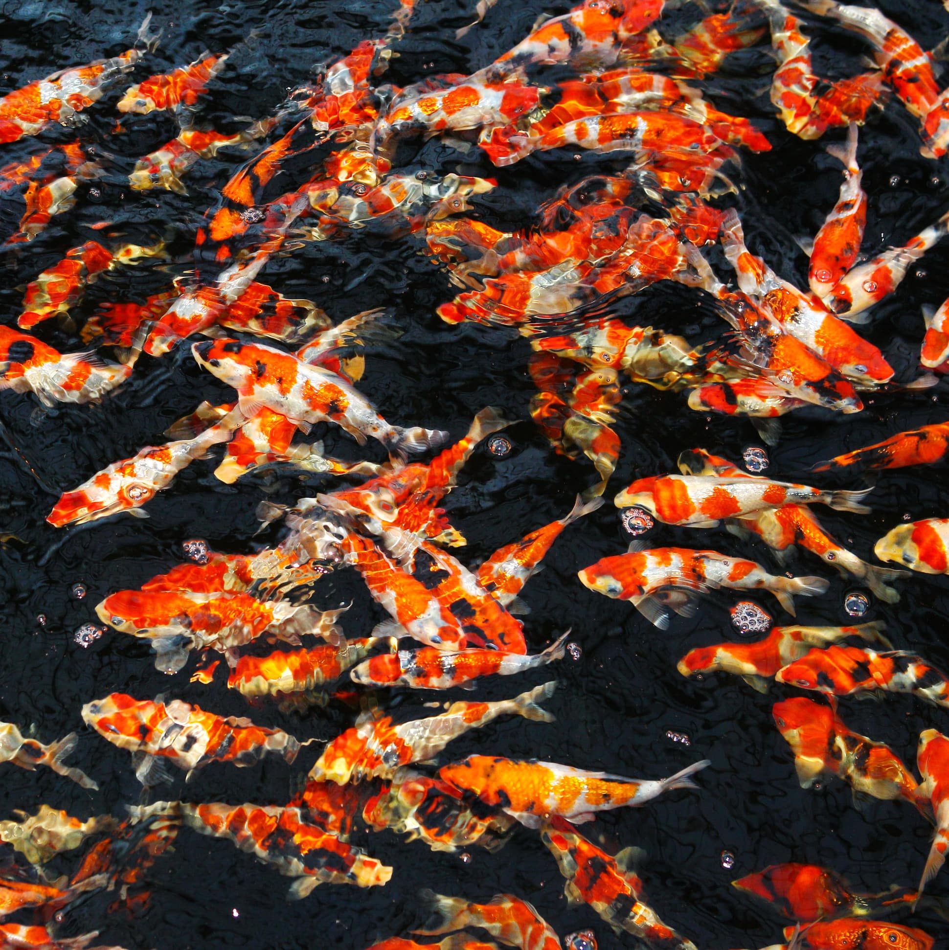 jbl-propond-growth-xs-1-l-nourriture-kois-speciale-croissance-sous-forme-de-perles-pour-poissons-de-5-a-15-cm-4-min