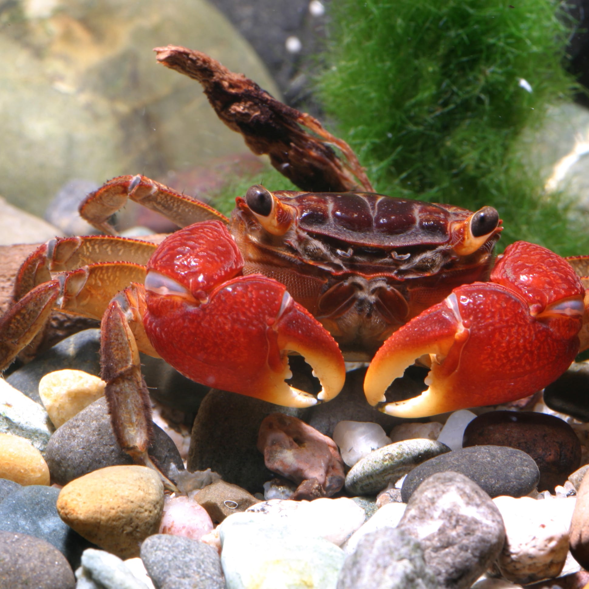 jbl-pronovo-crabs-nourriture-en-pastilles-pour-crabes-ecrevisses-et-crevettes-geantes-1-a-20-cm-7-min