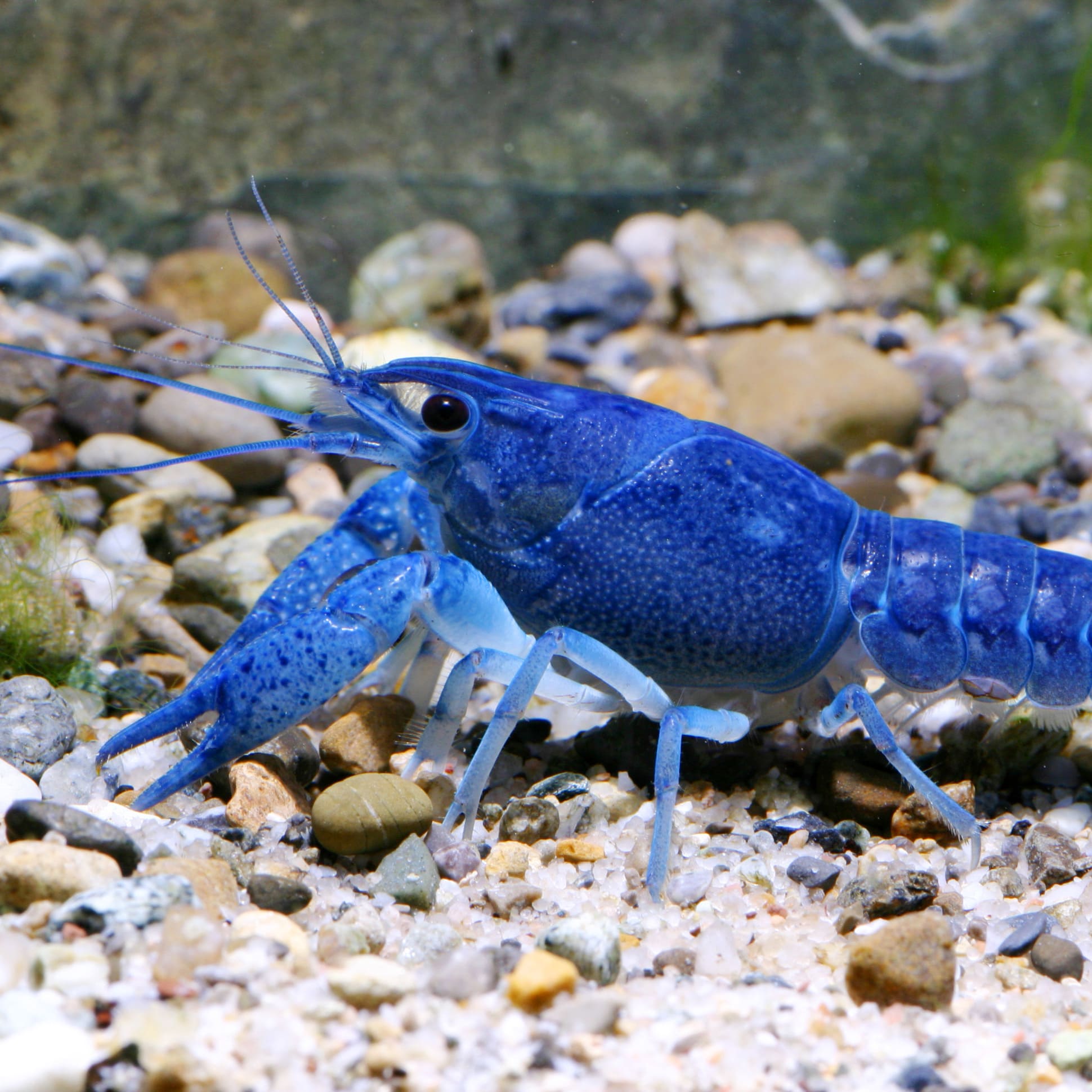 jbl-pronovo-crabs-nourriture-en-pastilles-pour-crabes-ecrevisses-et-crevettes-geantes-1-a-20-cm-8-min