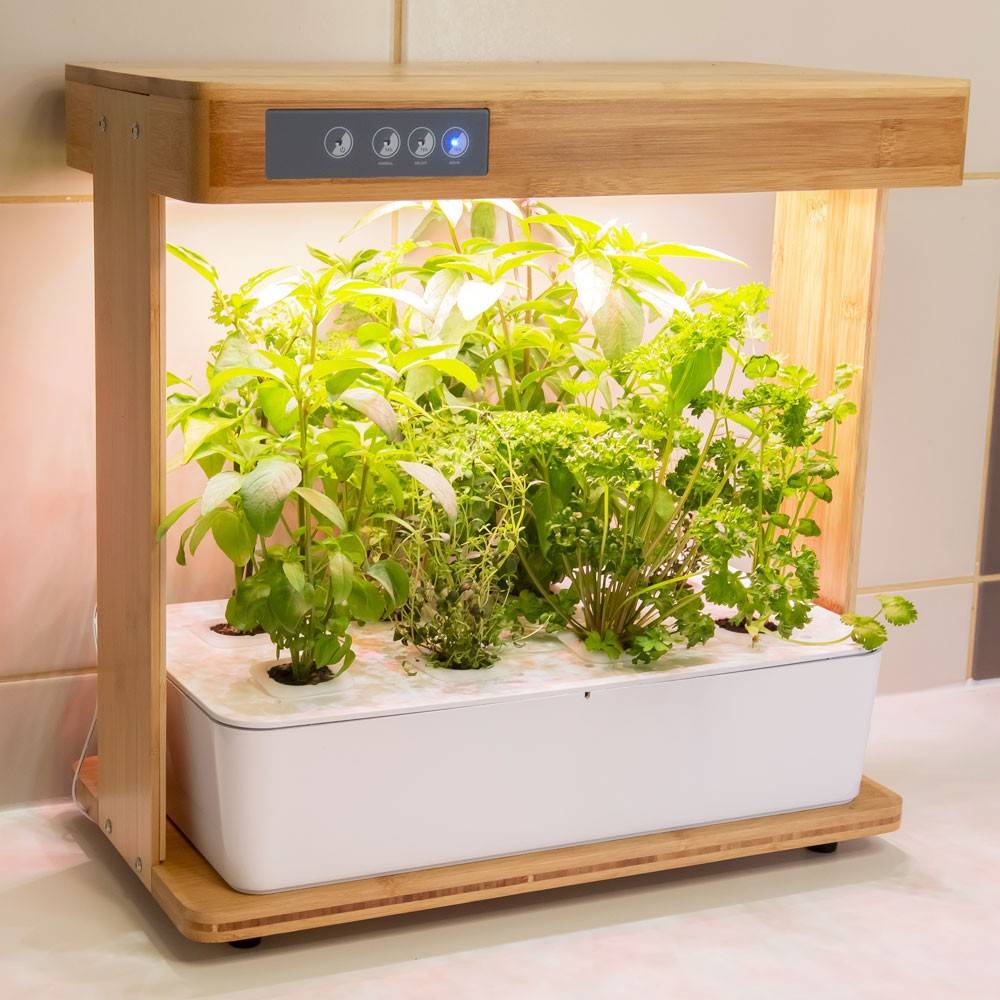 BIOPONIS Bamboo 1 kit de culture hydroponie pour la création d\'un mini potager d\'intérieur