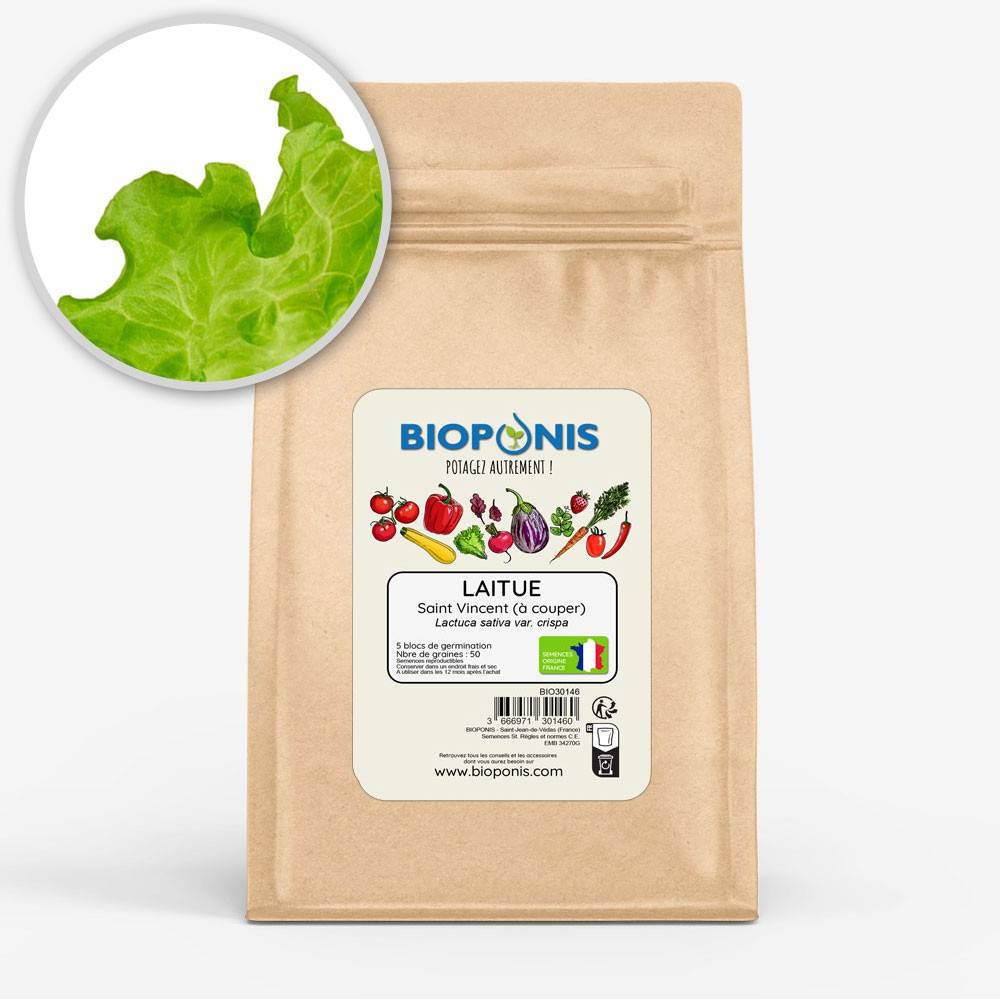 laitue-a-couper-saint-vincent-par-5