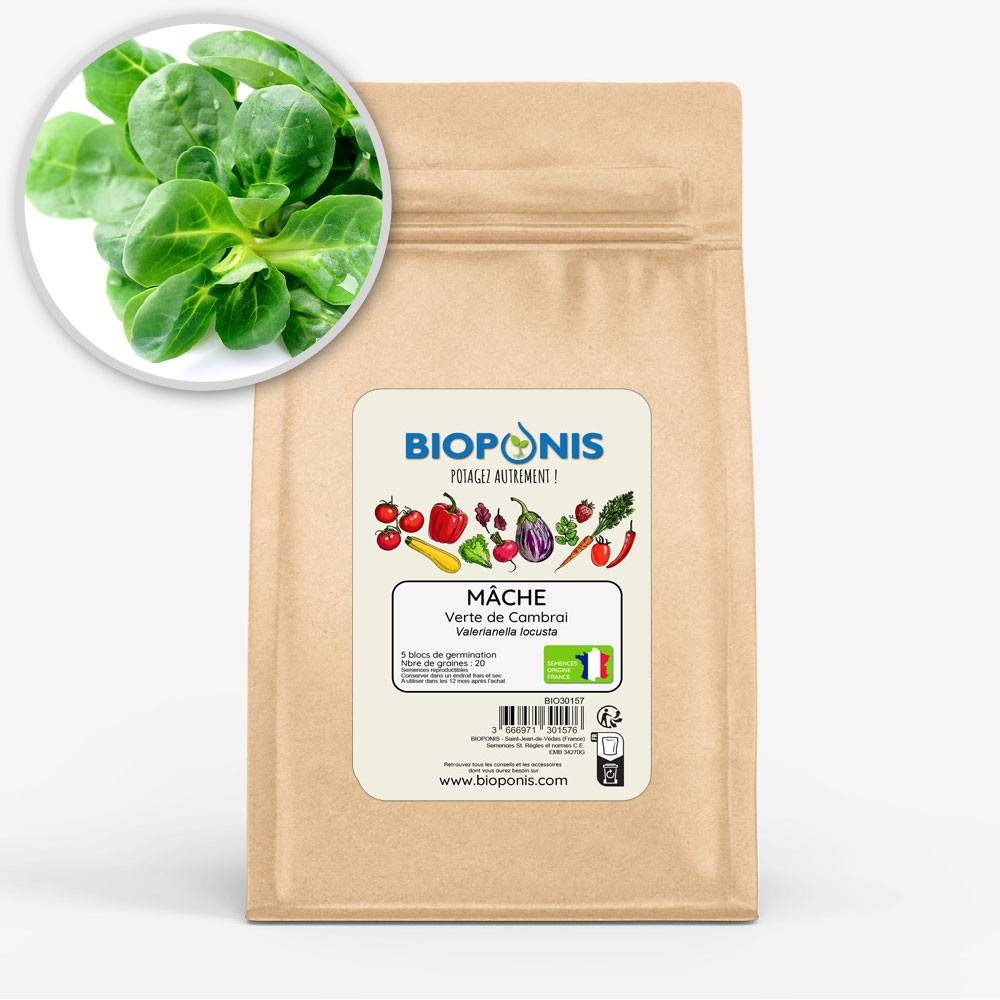 BIOPONIS Mache Verte de Cambrai lot de 5 blocs de germination avec graines prêts à planter