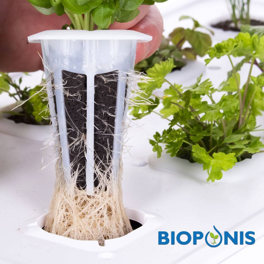 blocs-de-germination-x20