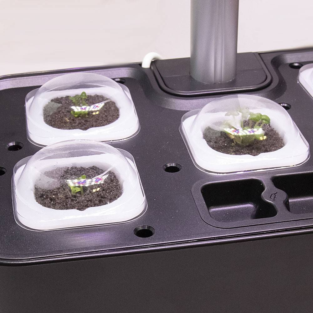 capsules-de-germination-x20