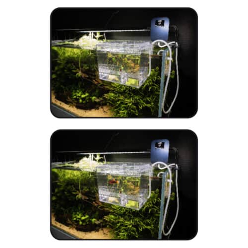 amtra-breeding-box-hang-on-1-5-l-isoloir-externe-avec-systeme-de-renouvellement-automatique-de-l-eau-2