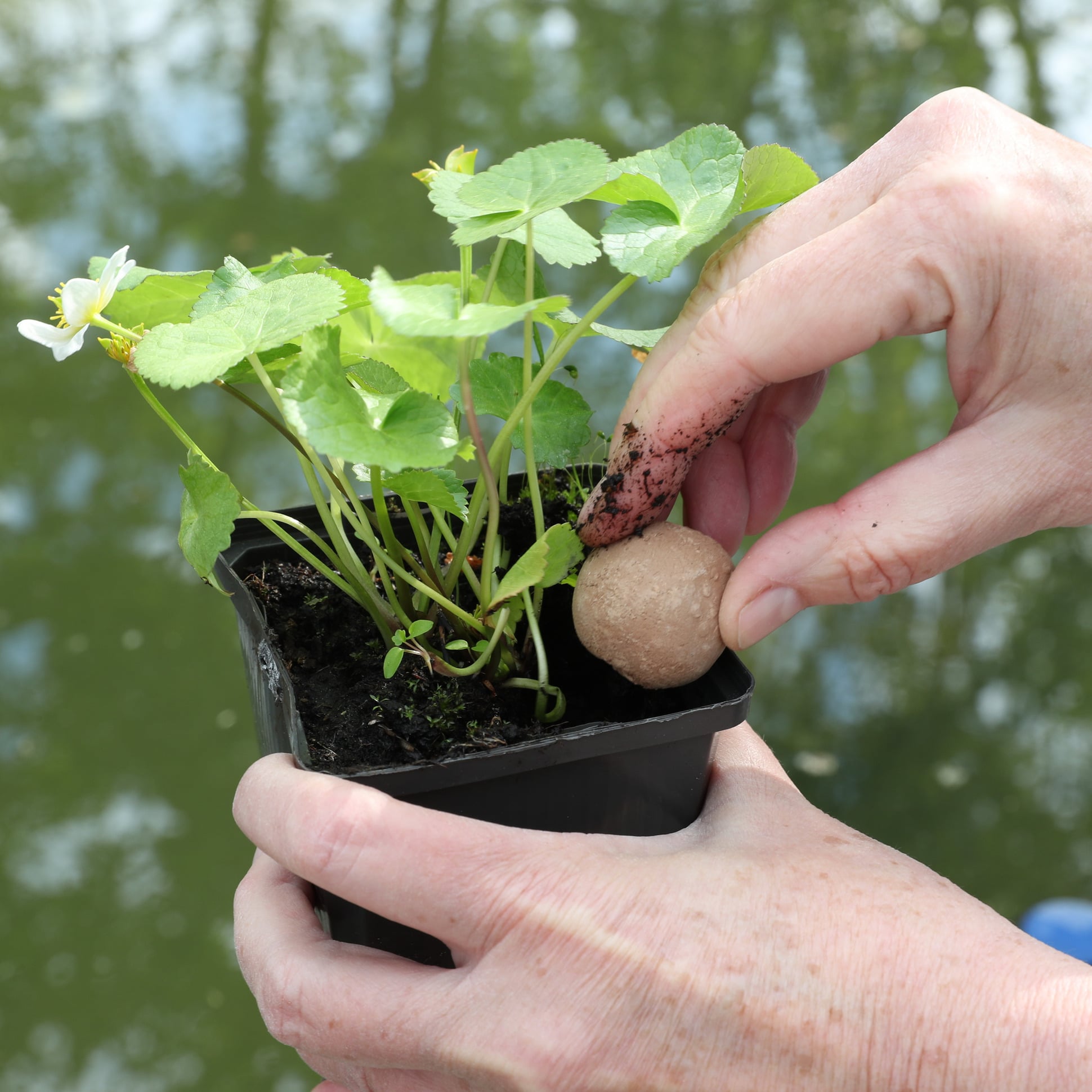 jbl-florapond-8-boulettes-d-engrais-pour-plantes-de-bassin-5-min