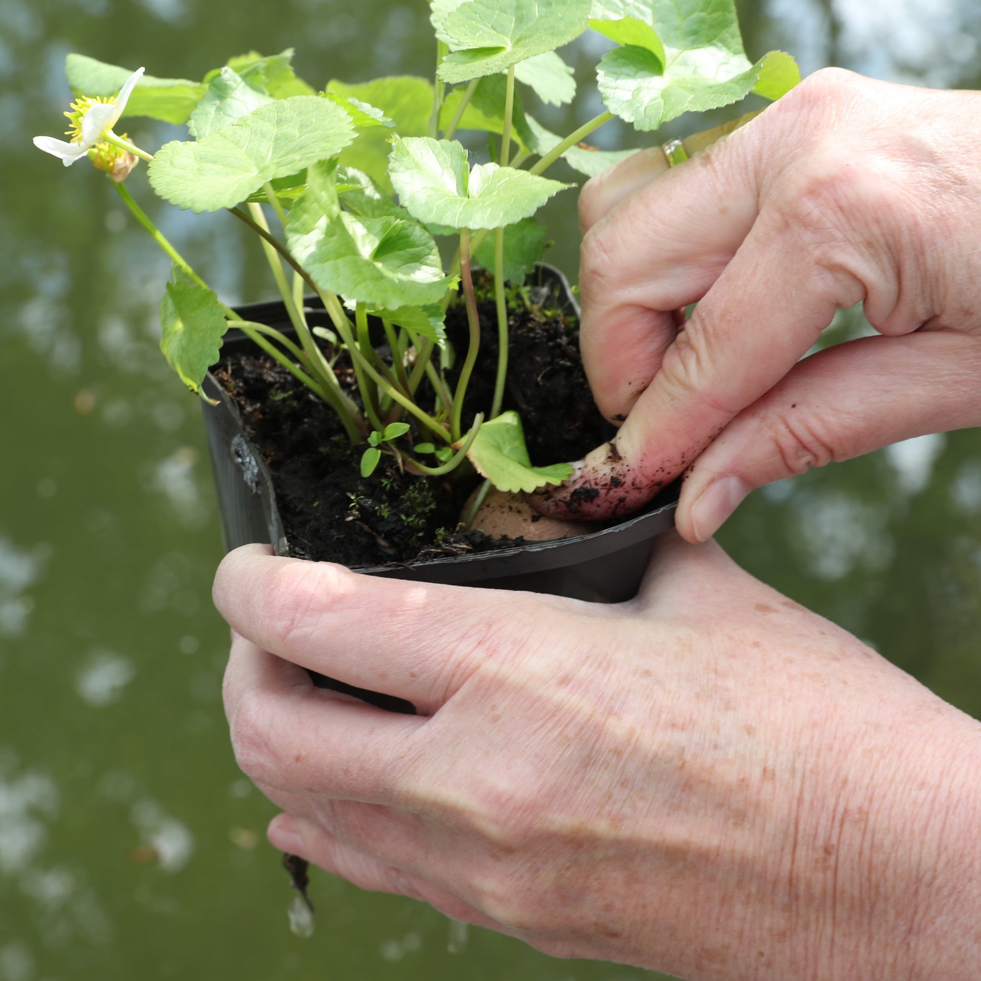 jbl-florapond-8-boulettes-d-engrais-pour-plantes-de-bassin-7-min