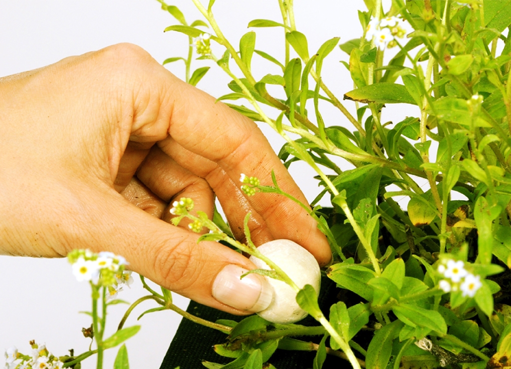 velda-growth-balls-xl-1100-gr-boules-d-engrais-a-enfouir-pour-nenuphars-et-plantes-de-bassins-immergees-3
