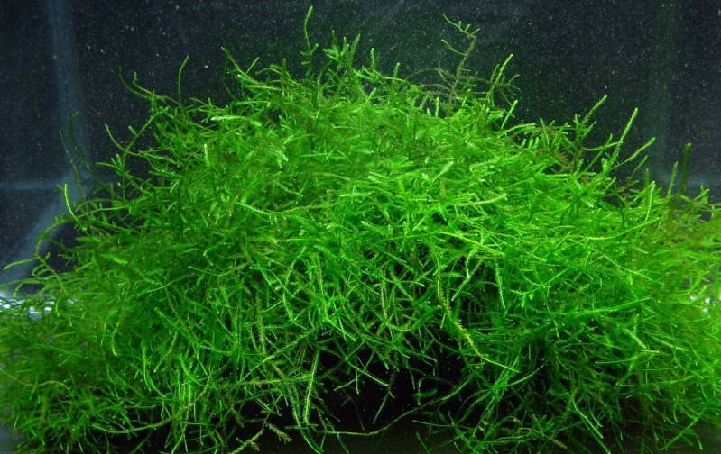 Mousses pour aquarium : Taxiphyllum Barbieri (Mousse de Java) pour