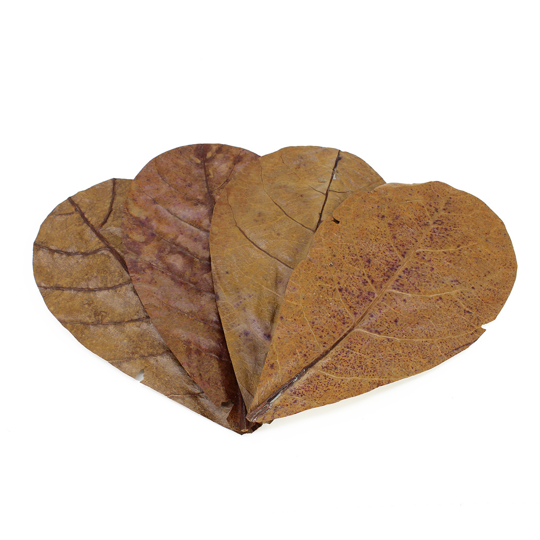 seachem-catappa-leaves-medium-16-17-cm-lot-de-12-feuilles-de-catappa-ideal-pour-aquarium-a-crevettes-et-betta