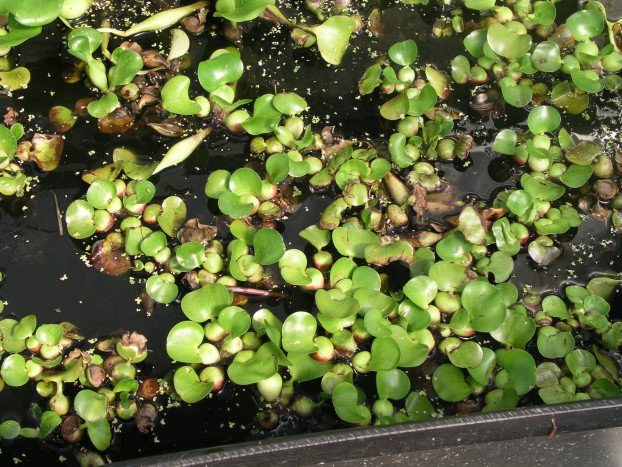 Eichhornia Crassipes ou Jacinthe d'eau Plante flottante pour aquarium et  bassin - Plantes d'aquarium/Plantes de surface - AkouaShop.com -  Aquariophilie