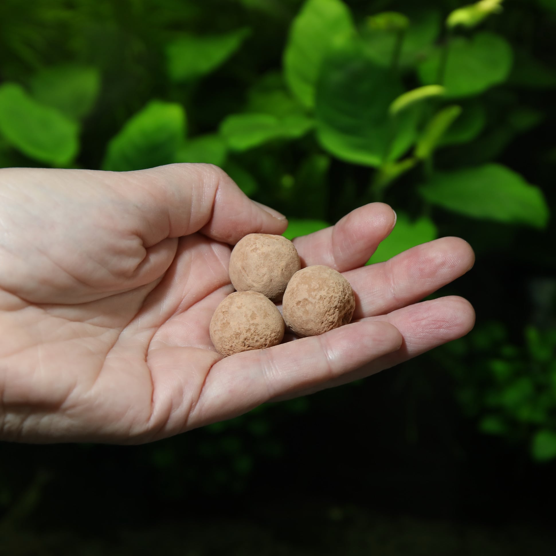 jbl-7-boulettes-fertilisantes-pour-les-racines-des-plantes-aquatiques-2-min