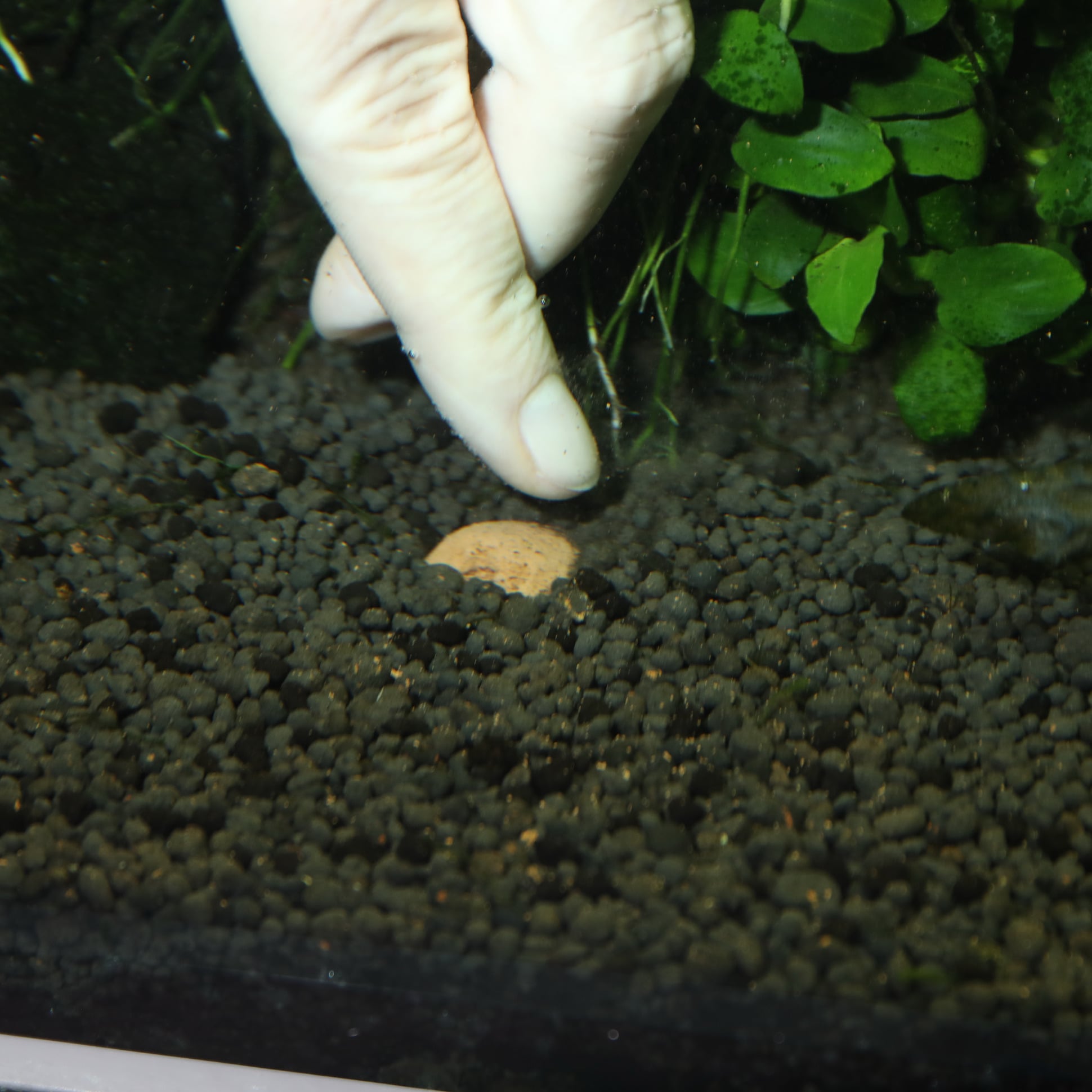 jbl-7-boulettes-fertilisantes-pour-les-racines-des-plantes-aquatiques-7-min