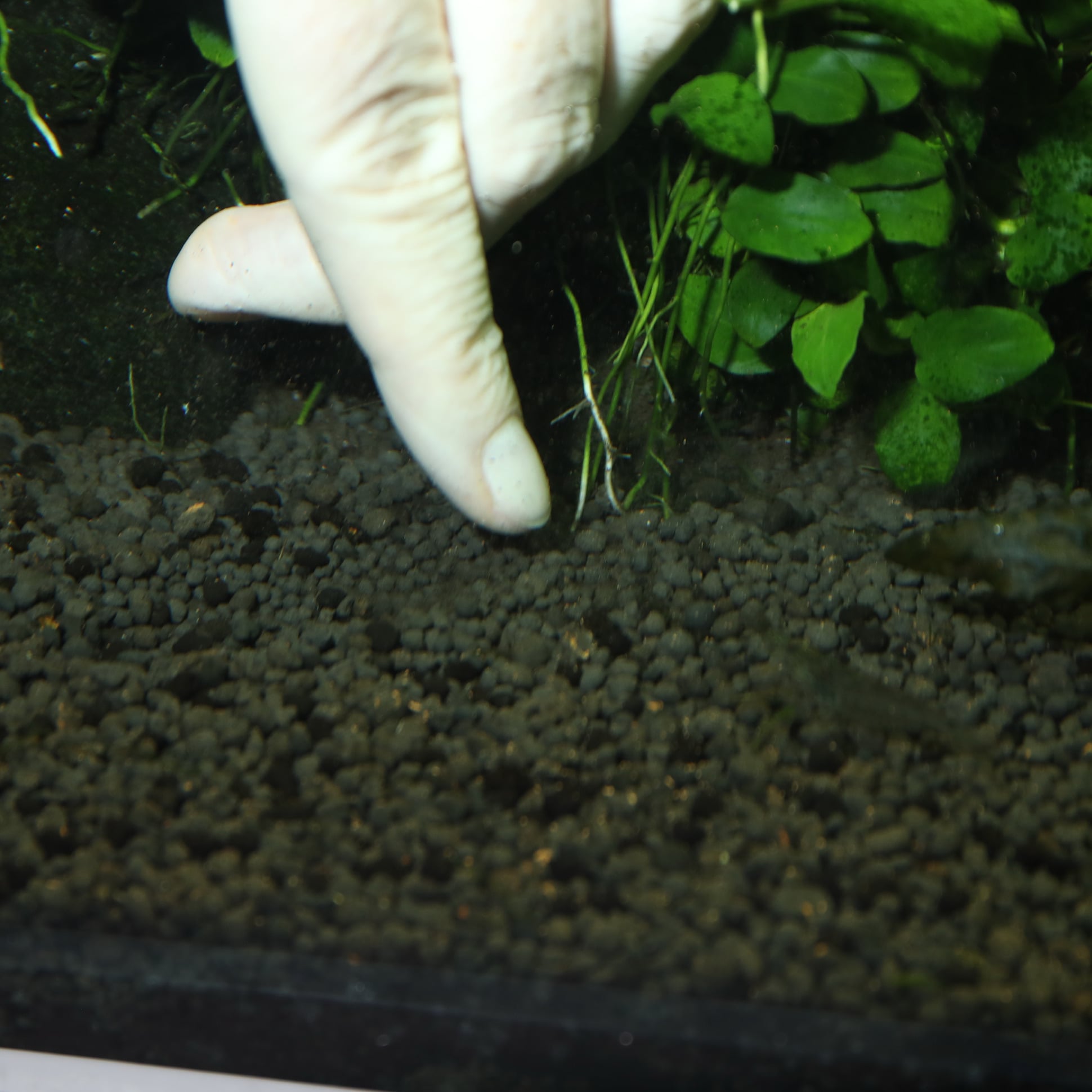 jbl-7-boulettes-fertilisantes-pour-les-racines-des-plantes-aquatiques-8-min