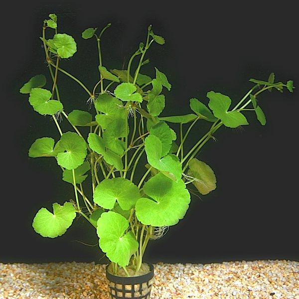 Hydrocotyle Leucocephala Plante D aquarium En Pot De Diam tre 5cm 