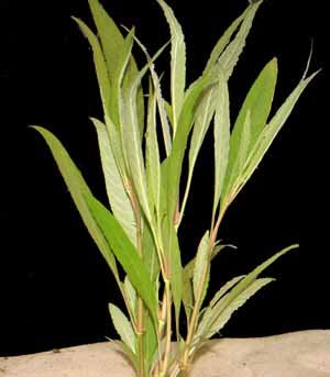 hygrophila angustifolia