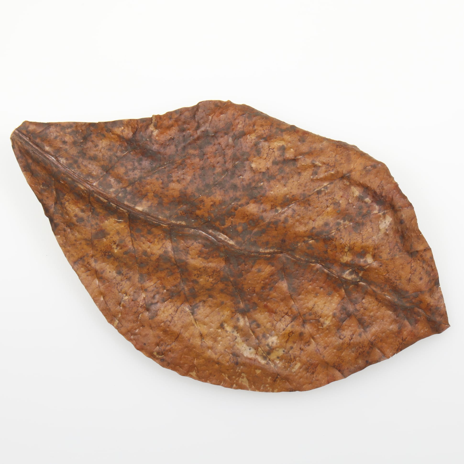 jbl-catappa-xl-feuilles-de-badamier-aux-vertus-medicinales-en-format-xl-3-min