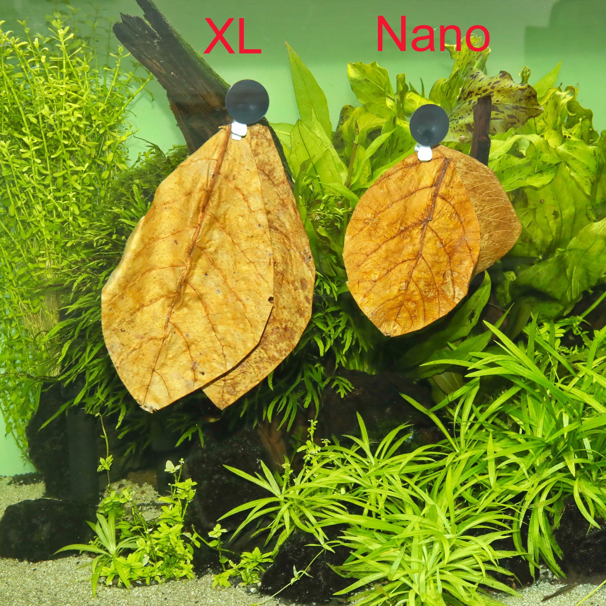 jbl-nano-catappa-feuilles-de-badamier-aux-vertus-medicinales-pouir-nano-aquarium-2-min