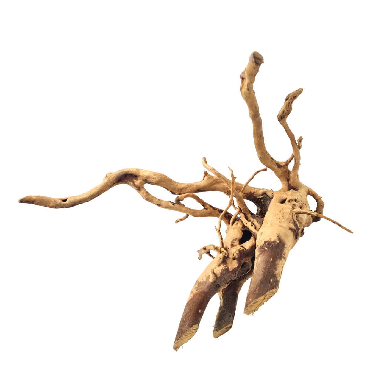 AMTRA Racine naturelle Red Wood 20 25cm pour aquariums et terrariums