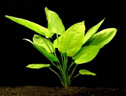 echinodorus horizontally1