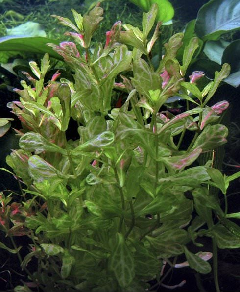 Trichocoronis variegata