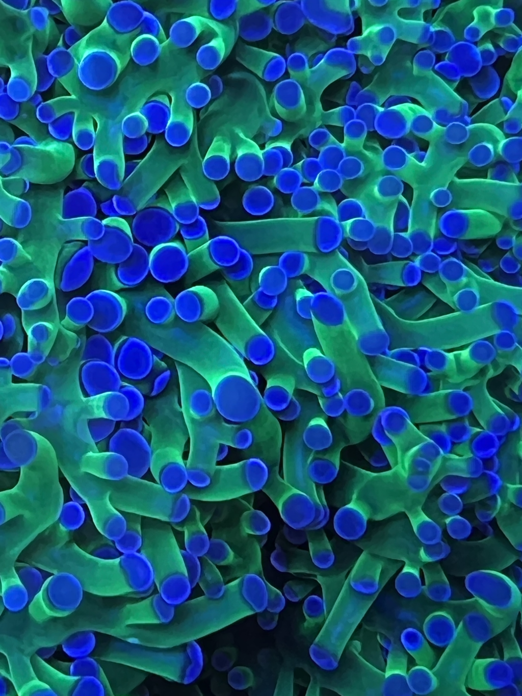 aqua-medic-topview-250-xl-outil-d-observation-et-de-photographie-en-acrylique-diametre-25-cm-3