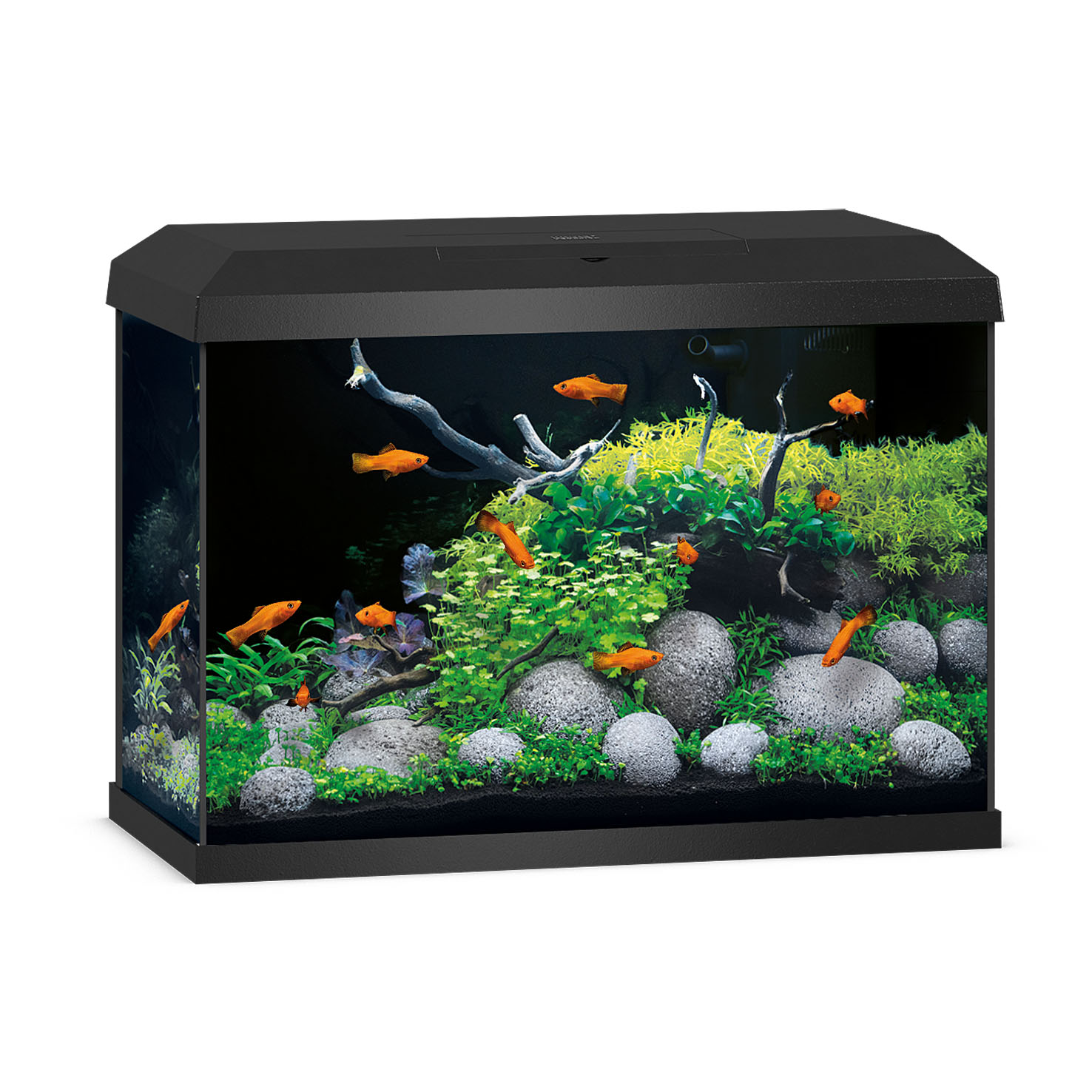 JUWEL Primo 70 LED 2.0 Noir aquarium équipé de 70 L avec dimensions de 61 x 31 x 43,5 cm
