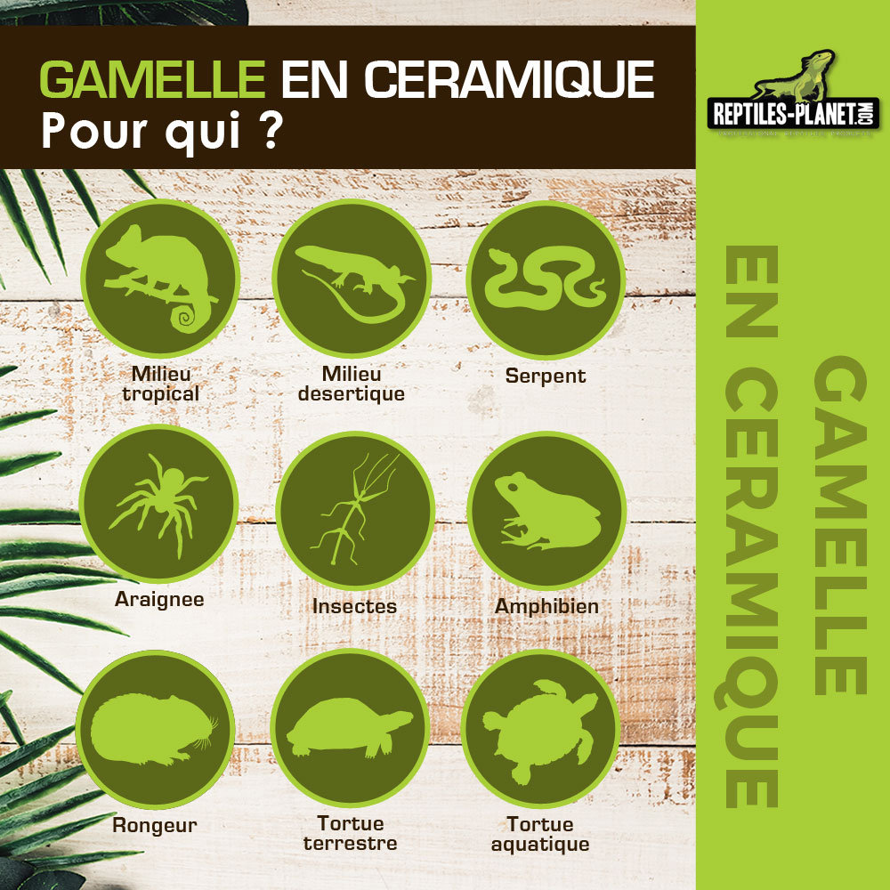 reptiles-planet-gamelle-en-ceramique-abreuvoir-blanc-dimensions-8-x-4-x-1-5-cm-1