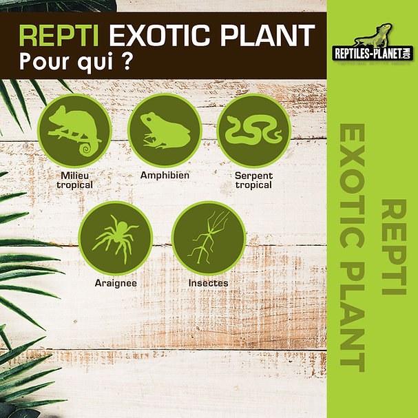 reptiles-planet-repti-exotic-plant-nephnolepis-cordifoolia-presl-plante-artificielle-pour-terrarium-2