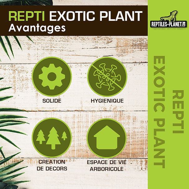 reptiles-planet-repti-exotic-plant-nephnolepis-cordifoolia-presl-plante-artificielle-pour-terrarium-6