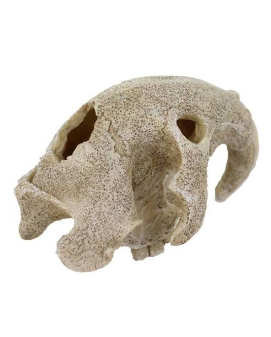 reptiles-planet-bird-skull-16-x-13-x-10-cm-decoration-artificielle-pour-terrarium-2