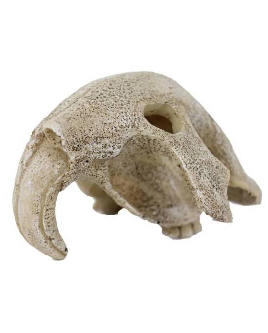 reptiles-planet-bird-skull-16-x-13-x-10-cm-decoration-artificielle-pour-terrarium-1