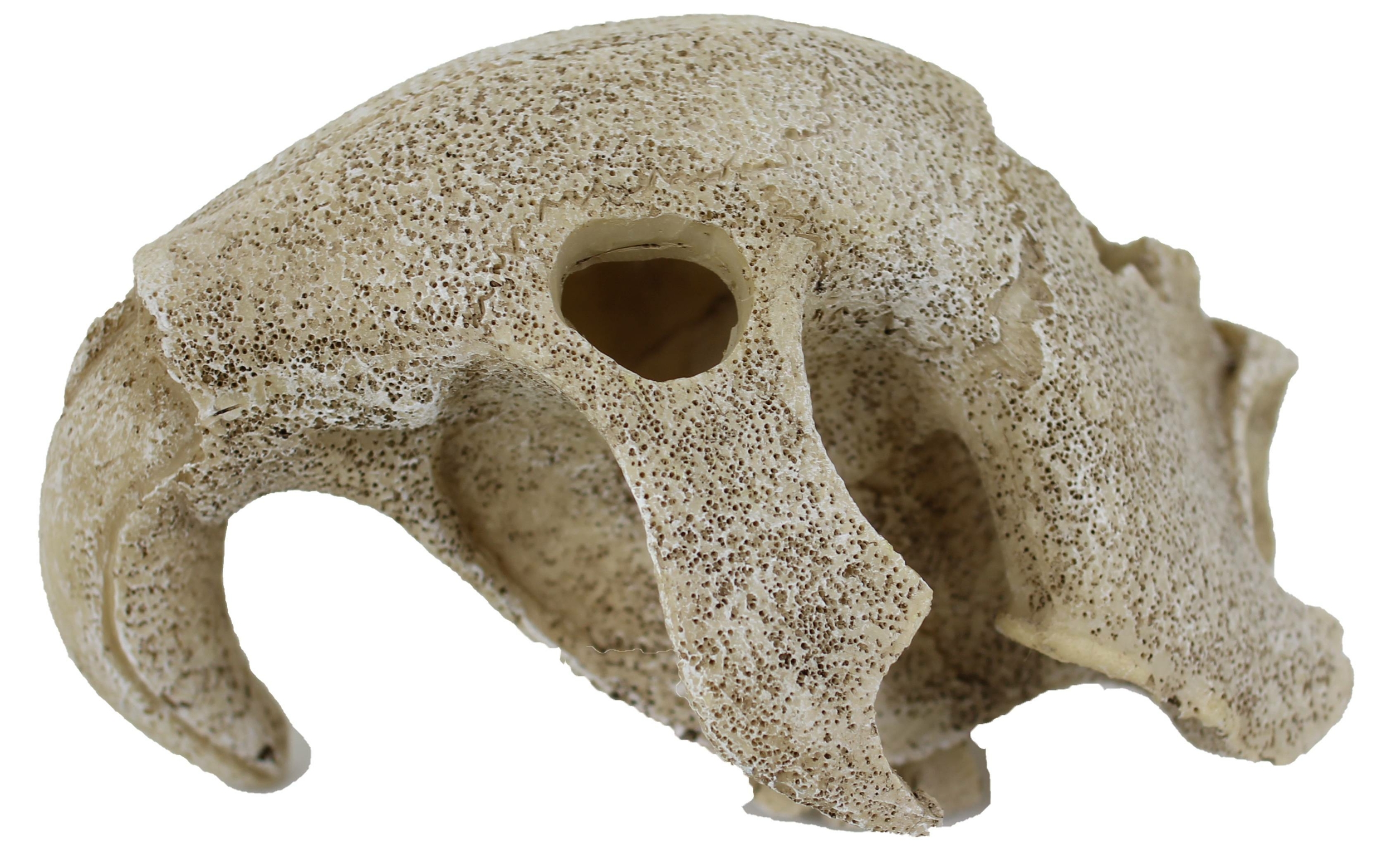 REPTILES PLANET Bird Skull 16 x 13 x 10 cm décoration crâne d\'oiseau artificielle pour terrarium