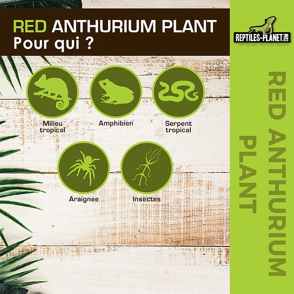 reptiles-planet-red-anthurium-33-cm-plante-artificielle-pour-terrarium-4