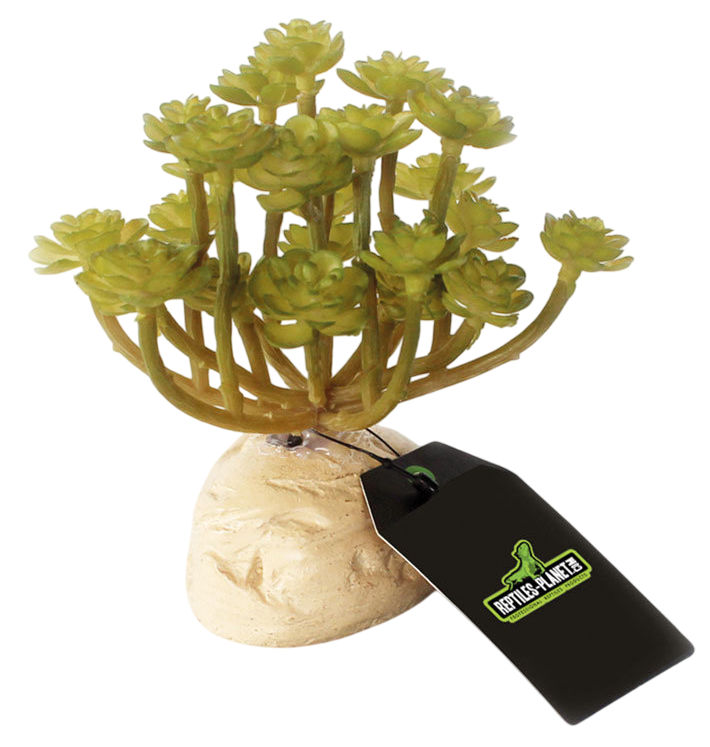 REPTILES PLANET Green Succulent Aeonium 11 cm plante artificielle pour terrarium