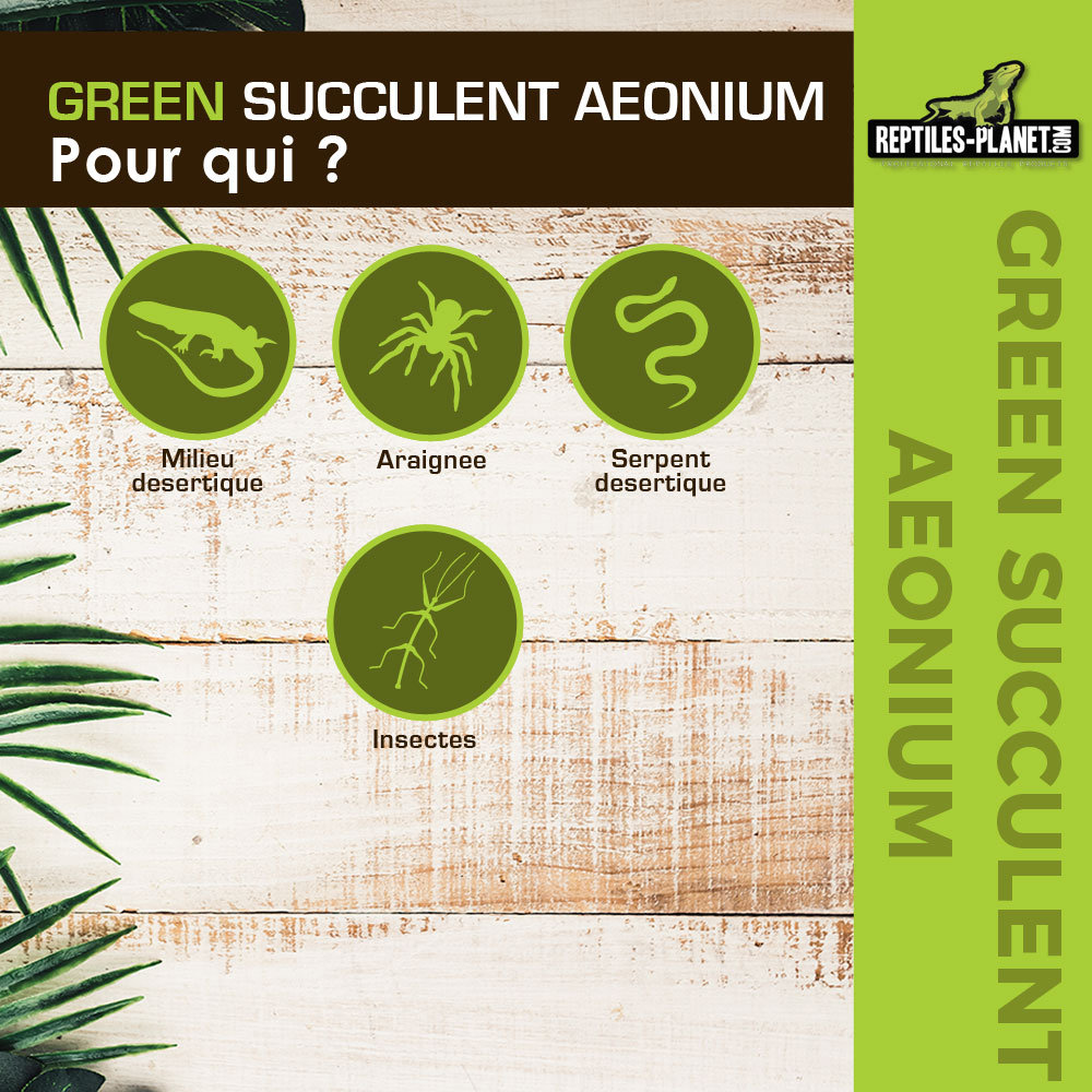 reptiles-planet-green-succulent-aeonium-11-cm-plante-artificielle-pour-terrarium-1