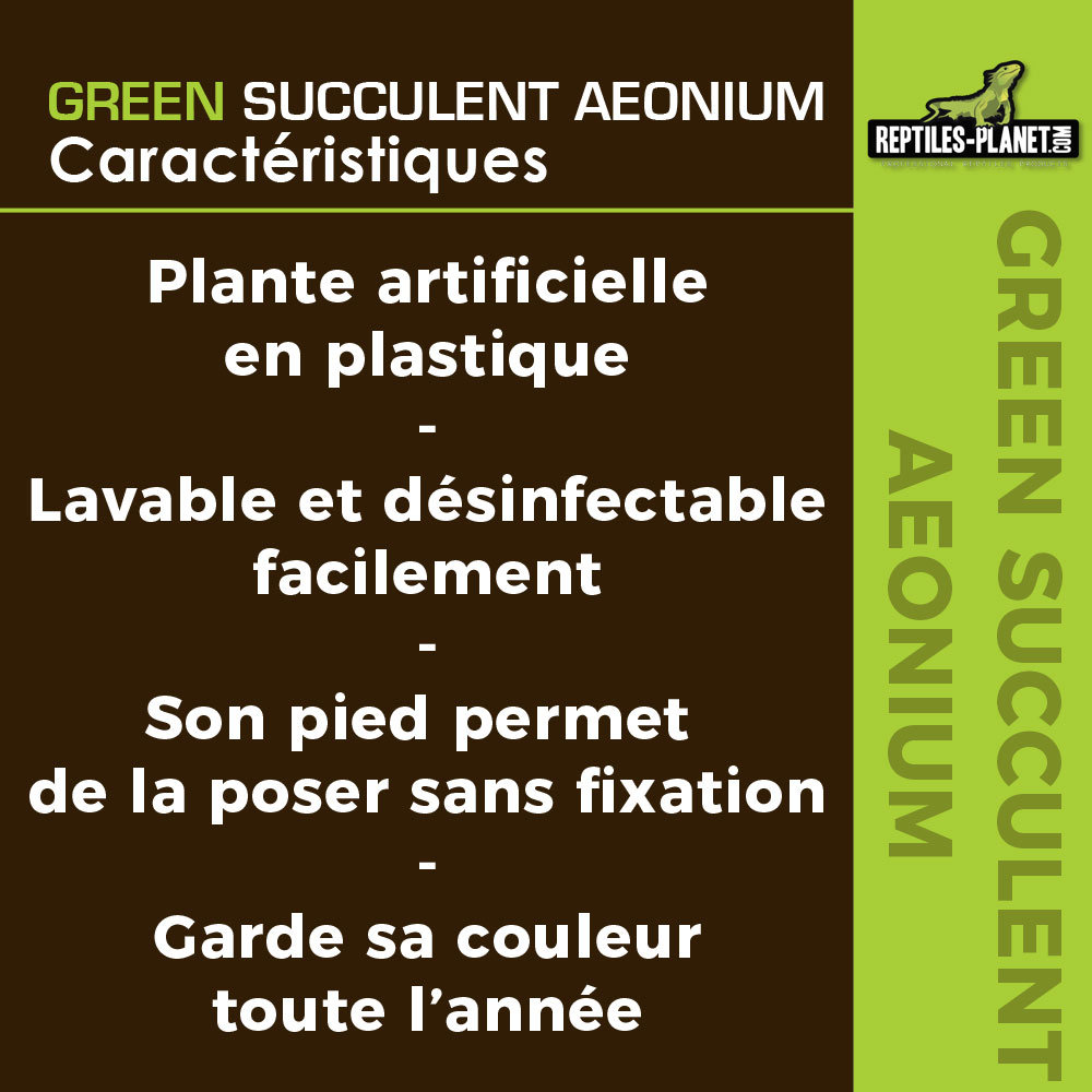 reptiles-planet-green-succulent-aeonium-11-cm-plante-artificielle-pour-terrarium-2