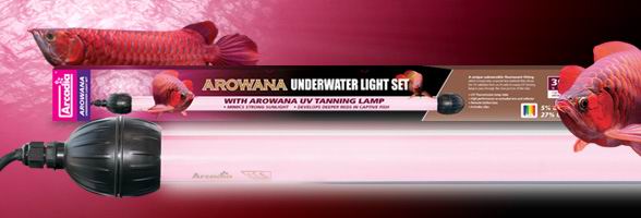 arcadia-arowana-underwater-light-set-36w-eclairage-fluorescent-submersible-pour-arowana-rouge-dernier-exemplaire