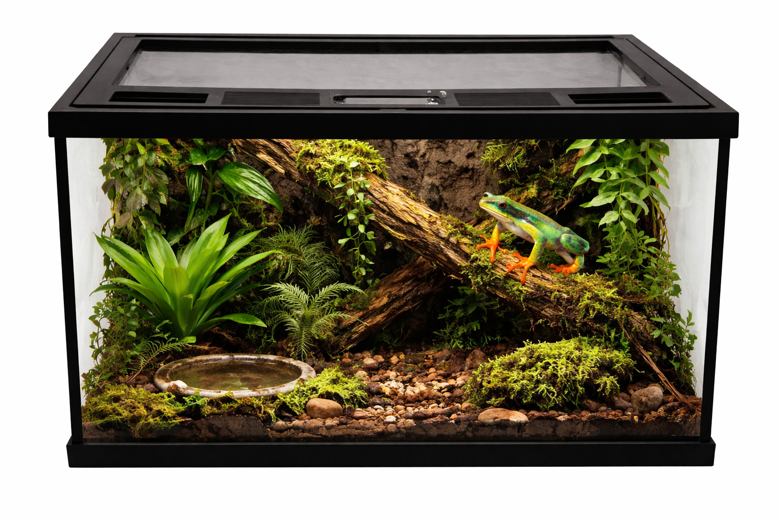 Terrarium tropical avec grenouille arboricole