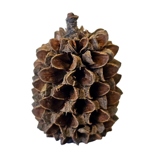 hobby-casuarina-cones-lot-de-25-cones-naturels-de-casuarina-pour-aquarium-d-eau-douce-2
