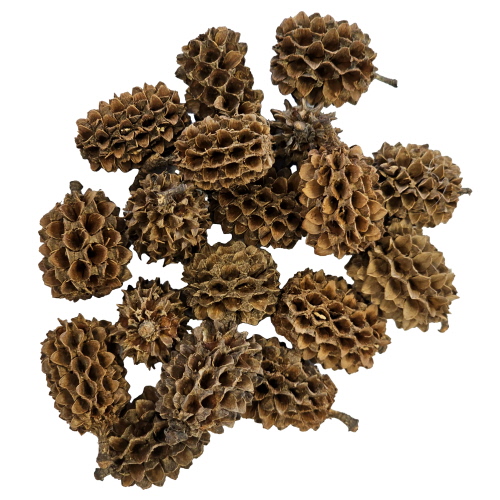 hobby-casuarina-cones-lot-de-25-cones-naturels-de-casuarina-pour-aquarium-d-eau-douce-1