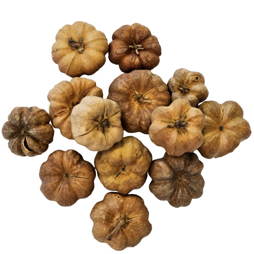 hobby-curcubita-lot-de-25-mini-courges-pour-ameliorer-la-qualite-de-l-eau-en-aquarium-d-eau-douce