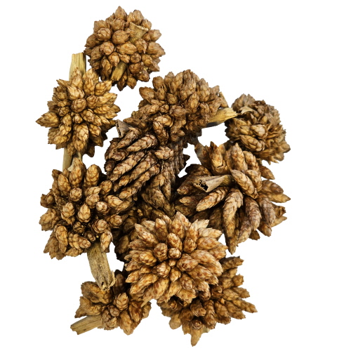hobby-desert-bloom-lot-de-25-mousses-selaginella-spec-pour-ameliorer-la-qualite-de-l-eau-en-aquarium-d-eau-douce-1