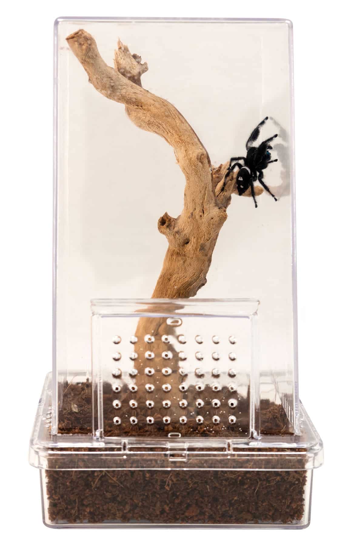 zoomed-jumping-spider-kit-habitat-ventile-pour-arraignees-1