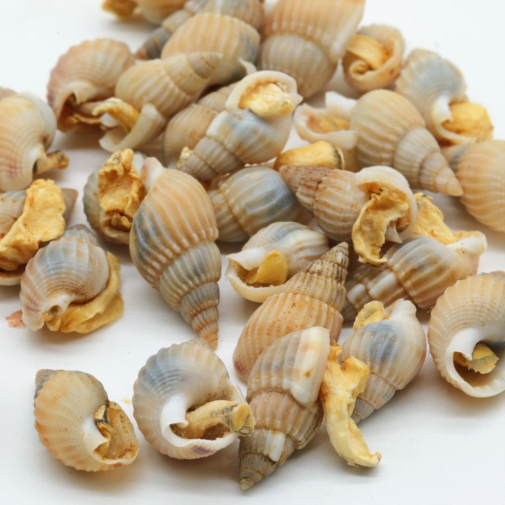 jbl-pronovo-snail-100-ml-escargots-lyophilises-avec-coquille-pour-poissons-globe-loches-et-silures-a-barbillons-5