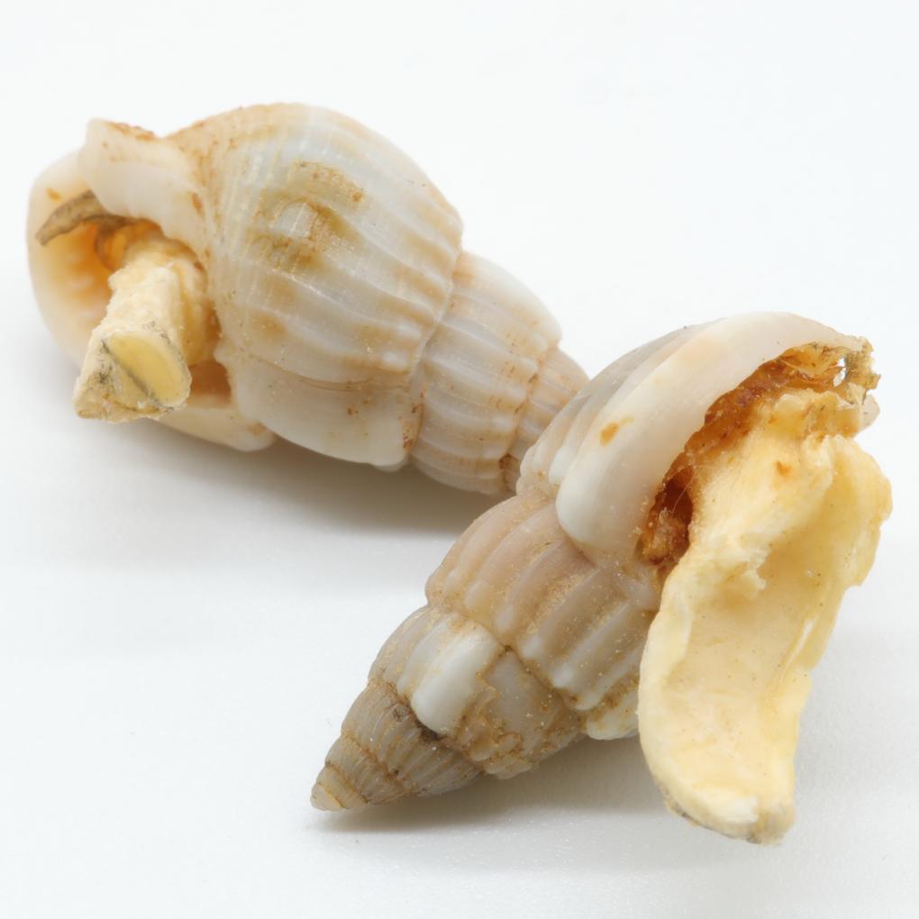 jbl-pronovo-snail-100-ml-escargots-lyophilises-avec-coquille-pour-poissons-globe-loches-et-silures-a-barbillons-4